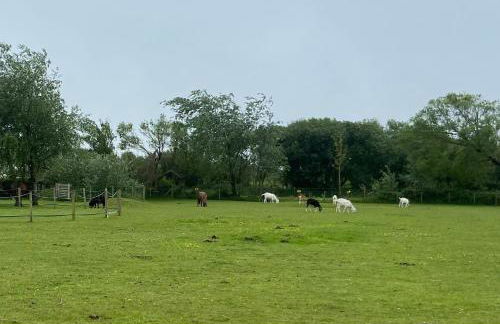 Pen llyn holiday cottages and caravan - Foto 3
