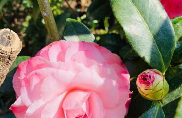 Pension mit Moselblick - Foto 76