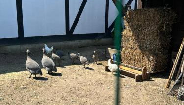 Pokoje gościnne nad morzem - Foto 4