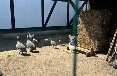 Pokoje gościnne nad morzem - Foto 4