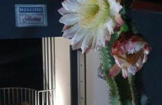 Bicycle House - Foto 21