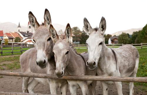 Apartments Ansitz Wildberg - Photo 6