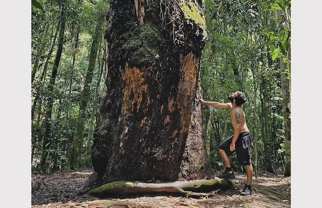 Visita guiada al bosque de Tijuca para grupos pequeños - Foto 6