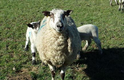 Pwllgwilym B & B - Foto 64