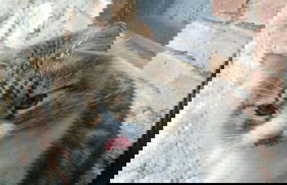 Podere Le Rote Private Farmhouse - Foto 32