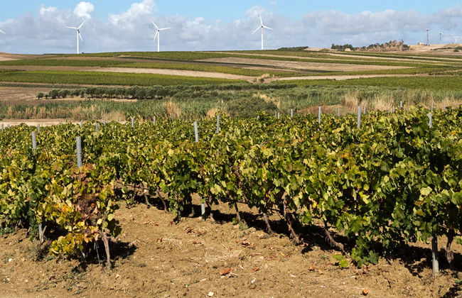 Visite d'un vignoble + Dégustation de produits typiques - Photo 1