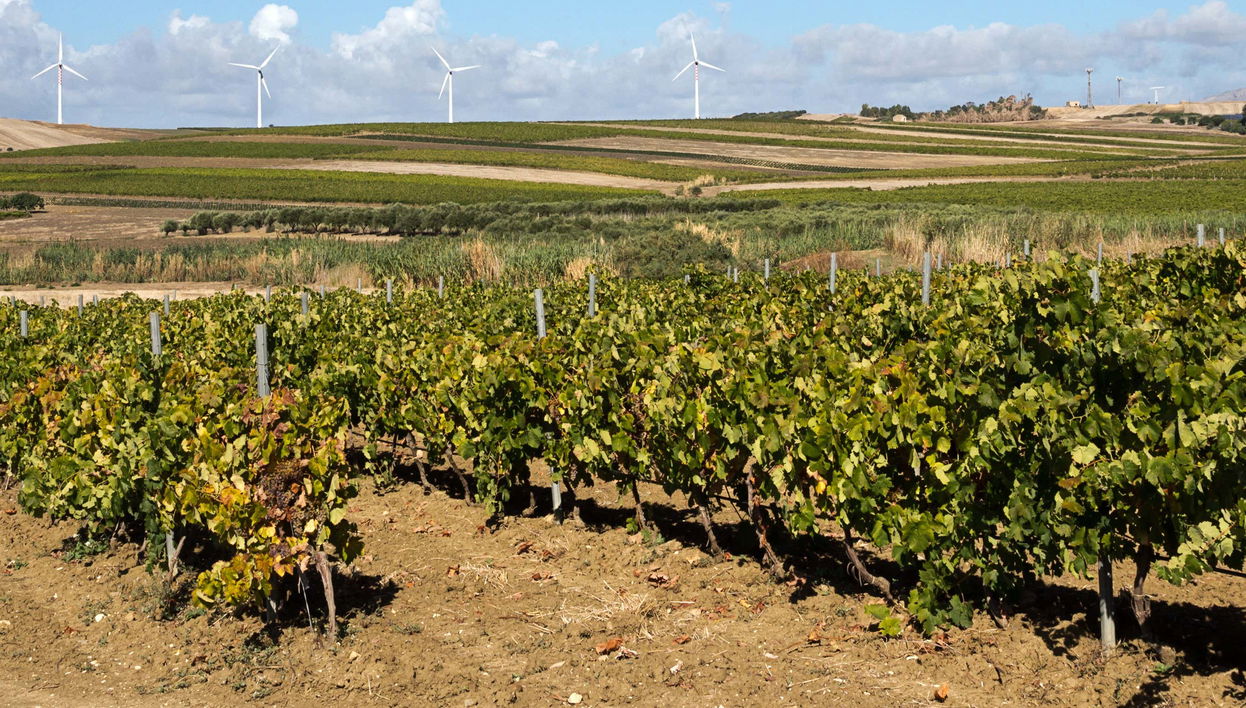 Visite d'un vignoble + Dégustation de produits typiques
