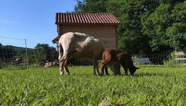 Au chant des oiseaux - rouge gorge - Foto 3