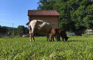 Au chant des oiseaux - rouge gorge - Foto 24