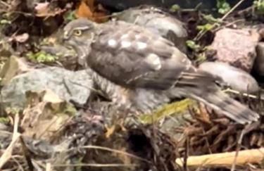 Historical North Cottage in Old Deer - Photo 59