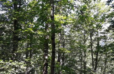 Melro-d' água - Foto 45