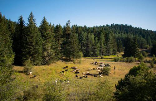 Gileri eco & design Residences - Photo 30