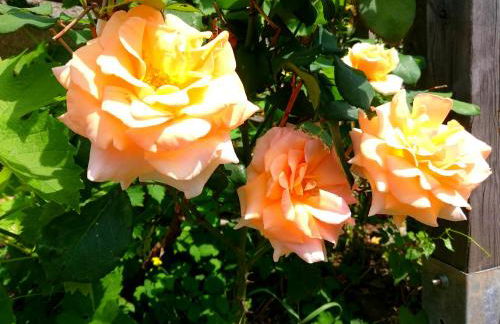 Casa delle Rose - Foto 60