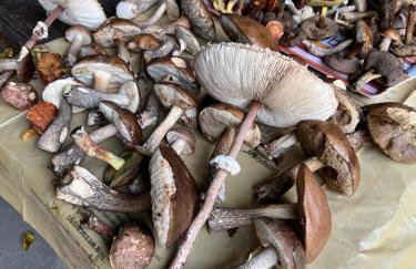 Siedlisko Wyżne - Foto 26