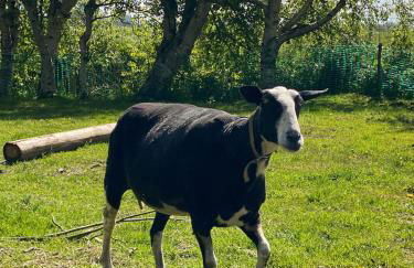 Ferienhof Ostarle - Foto 78