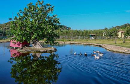 Tenuta Bartoli - Foto 24