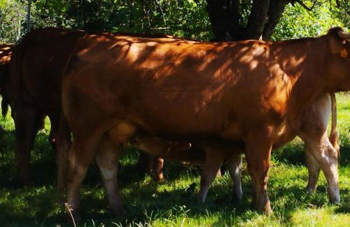 Casa Rural El Jondrigu - Photo 30