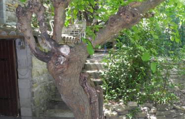 le vieux mas du domaine de Pontet-Fronzele - Foto 6