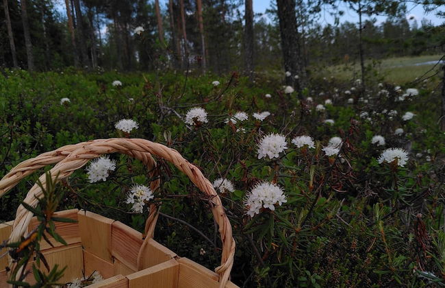 Metsä Kolo - Photo 43
