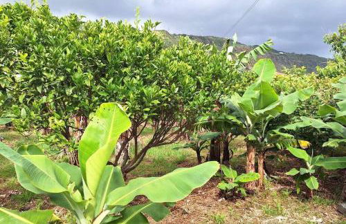 Cantinho das Japoneiras - Photo 6