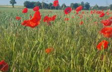 Ferienhaus Q1, Ruhe und Erholung in der Eifel - Foto 17