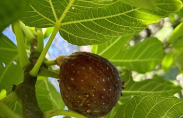 Villa Lilla Bellagio - Luxury Pool and Wine with Lake view - Foto 34