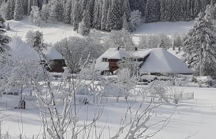 Aufblühen in Menzenschwand - Foto 32