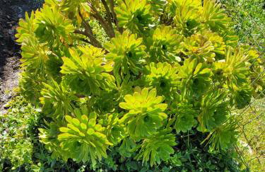 Villa Acqua Doria - Photo 12