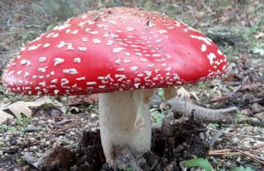 Casa Cabeço do Barragão - Photo 49