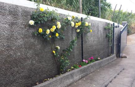 Paraiso das Flores - Foto 21