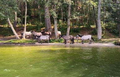 P6 Apartament Mini Light Black - Foto 12