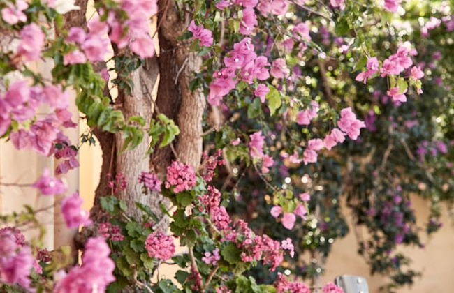 Candia Park Village - Foto 80