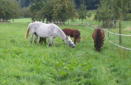 Hofgut Bentele - Foto 16