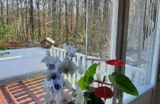 Forest Inn, retreat in nature - Foto 6