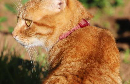 Casa do Quintalão - Foto 42