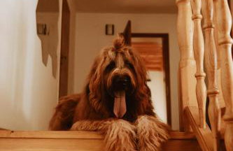 Dom wypoczynkowy Milówka - Photo 20