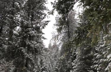 Tranquil Nature Retreat on 12 acres! - Foto 18