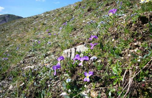 Trollenhof im Allgäu - Ferienwohnungen Säuling - Foto 32
