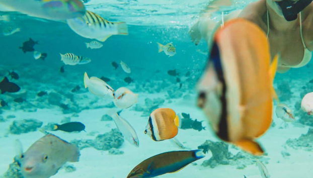 Practicando snorkel en Huraa