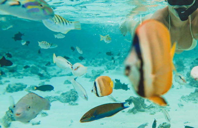 Snorkel en Dhiffushi - Foto 3