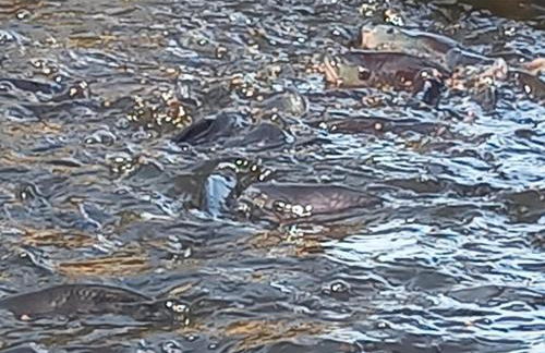 Chácara Alegria - Um pedaço do paraíso em Itaboraí - Foto 31