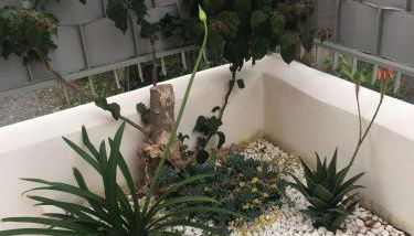 Gilda’s Home - Foto 3, Garden