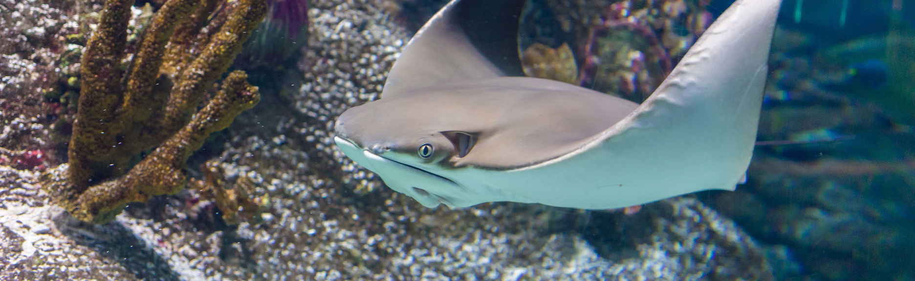 SEA LIFE® Melbourne Ticket - Foto 1