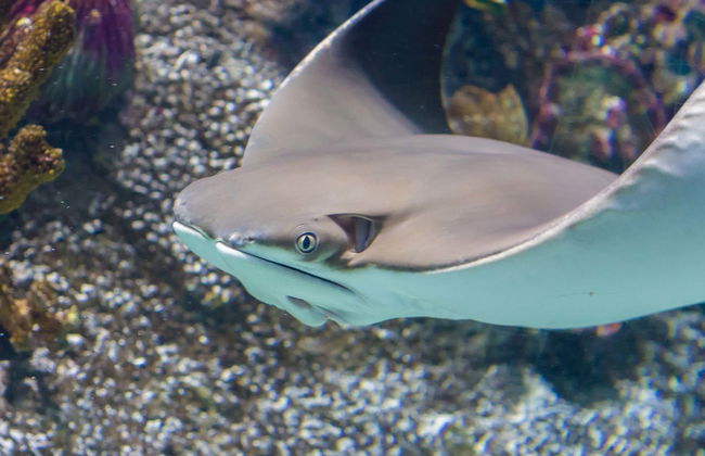 SEA LIFE® Melbourne Ticket - Photo 1