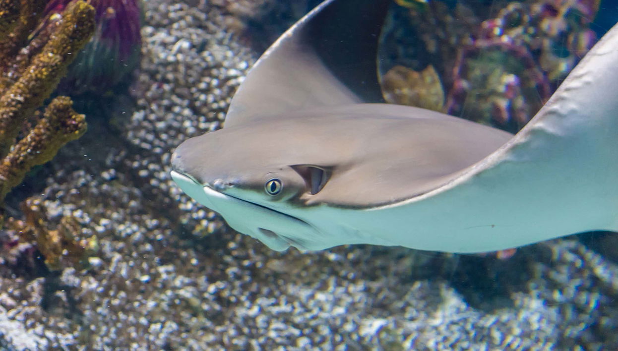 Entrada a SEA LIFE® Melbourne