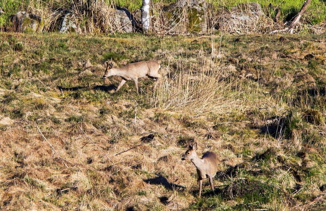 7 Person Holiday Home in Lyngdal - Foto 14