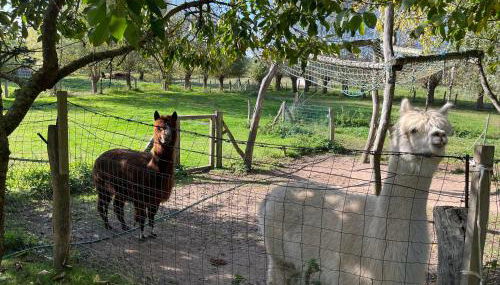 Landidylle OVS 109 - Foto 4, Garden