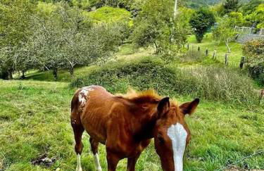 La Coqueta Del Sueve - Photo 68