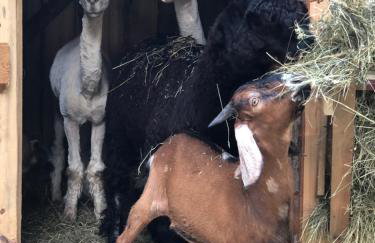 Chata Pod Lasem - Foto 14