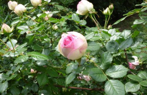 Pool House Renoir with heated pool and private garden - Foto 44